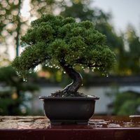 4 plantas que son ideales para hacer un bonsái casero: trucos y secretos para no fallar