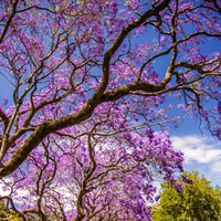 El árbol que crece rápido, tiene las flores más lindas y esconde un verdadero tesoro para tu salud