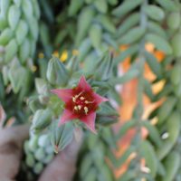 La suculenta colgante más linda y decorativa que está de moda y que da hermosas y llamativas flores