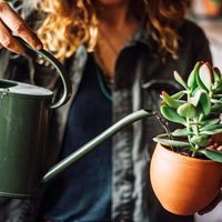 Secretos para regar las suculentas y que no pierdan su belleza