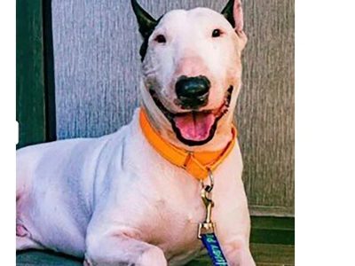 Retiran cargos contra hombre de Florida que abandonó a su perro antes de la llegada de un huracán