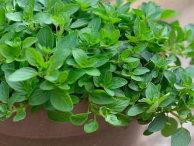 El truco de los jardineros para cultivar tu planta de orégano muy fácil en maceta y en solo unas semanas