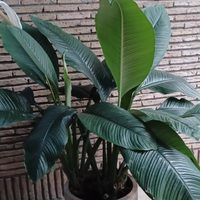La planta de enormes y hermosas hojas que vas a querer tener en tu hogar