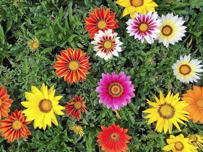 Secretos y cuidados de las Gazanias, la planta que llena de colores tu jardín y que es prima de las margaritas
