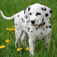 Curiosidades sobre el dálmata, el perro originario de Croacia que tiene su propia película