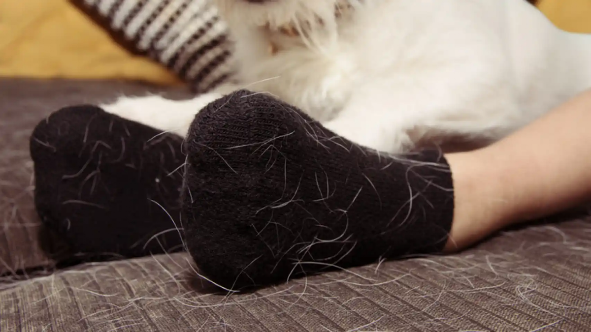 Pelos de gato. Fuente: (Twitter)