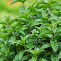 No gastes más: el truco para tener una planta de menta eterna y usarla en la cocina