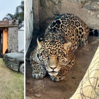 Aseguran animales exóticos, armas y droga en dos fincas de Ixtlahuacán del Río, Jalisco