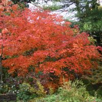 El árbol que es perfecto para tu jardín y tiene las hojas de distintos colores
