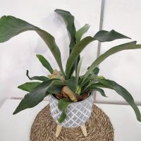 Plantas: así podés reproducir este tipo de Helecho que le dará un toque exótico y tropical a tu hogar