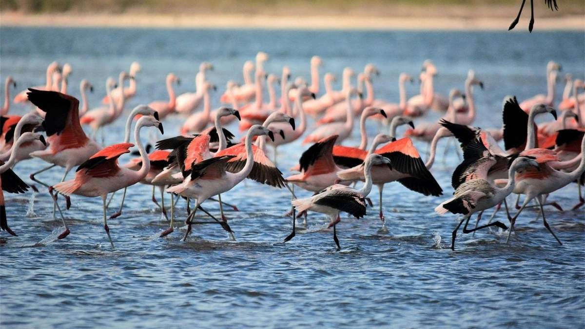 Los flamencos australes anidan en una laguna cordobesa. Fuente: (Instagram)