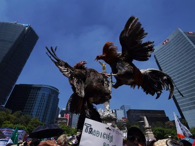 Marchan en CDMX para defender corridas de toros, peleas de gallos y charrería