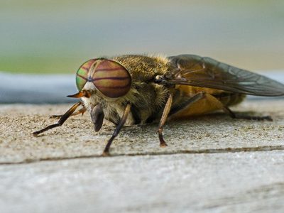 Curiosidades del Tábano: el insecto volador de grandes ojos, el más rápido del mundo, y que nadie quiere tener cerca