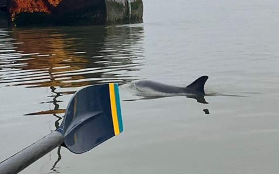 Preocupa a expertos avistamiento de delfín en el Río Támesis