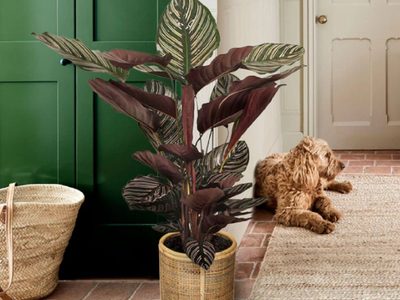 Las plantas de moda fáciles de cuidar y perfectas para decorar si tenés mascotas en casa