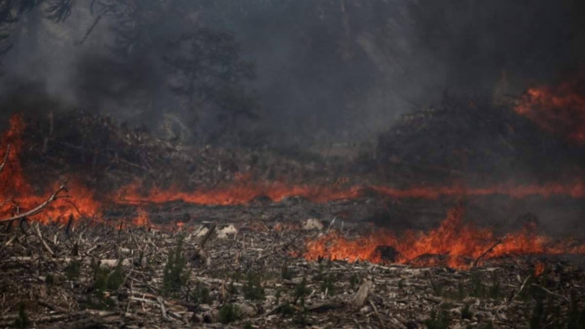 Incendios en Aluminé. Fuente: (Twitter)