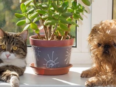 Todos quieren tener esta planta por su belleza y su aroma, pero si tenés mascotas deberías tener mucho cuidado