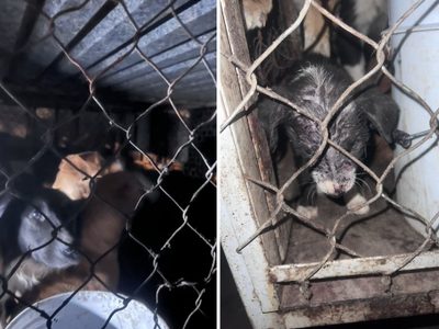 Descubren fosa clandestina de perros en Zumpango; ya fueron rescatados (Videos)