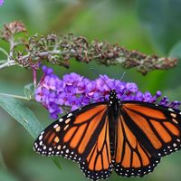Curiosidades sobre las mariposas que te dejarán perplejo