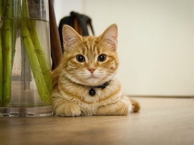 Que no los arruinen: el trucazo para que tu gato deje de trepar a los muebles