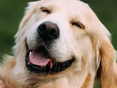 Se buscan perros que puedan entender 20 objetos por su nombre