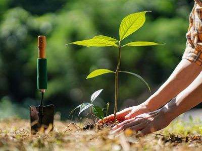 El peligroso dato que esconde esta planta que suele pasar como inofensiva