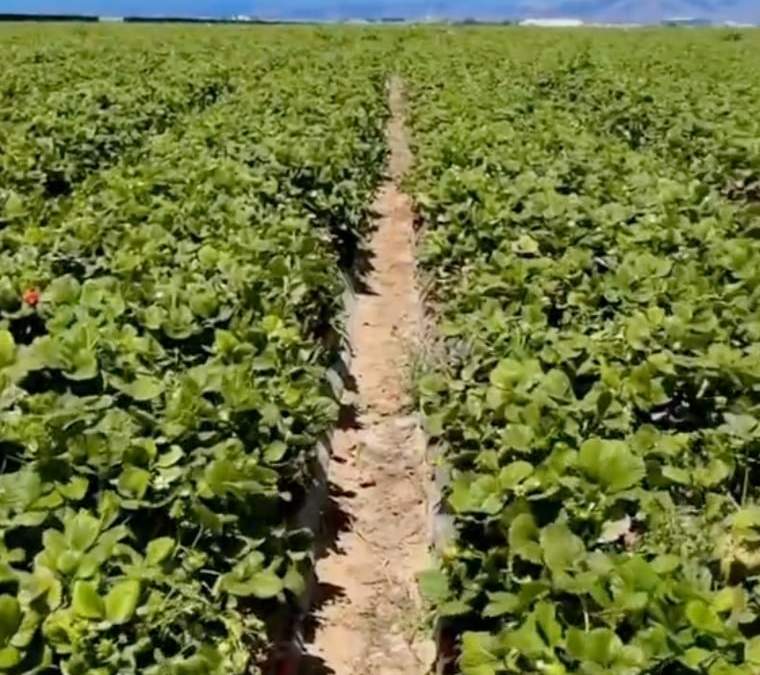 En Estados Unidos algunos migrantes decidieron no salir de casa abandonando sus trabajos en el campo o en fábricas