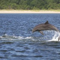 Los delfines tienen hábitos amistosos entre sí, pero esto también puede ser mortal