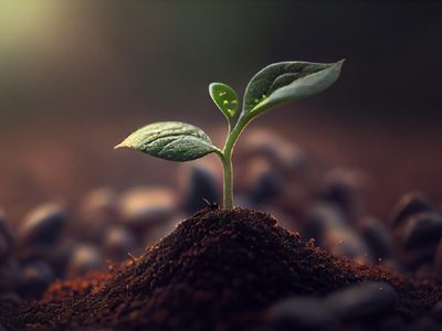 Te sorprenderá: mirá cómo conseguir plantas nuevas usando solo 1 ingrediente que seguro tenés en casa
