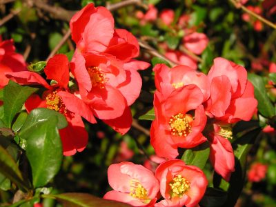 La planta de poco mantenimiento que genera un impacto visual en tu jardín por sus bellas flores que nacen en invierno