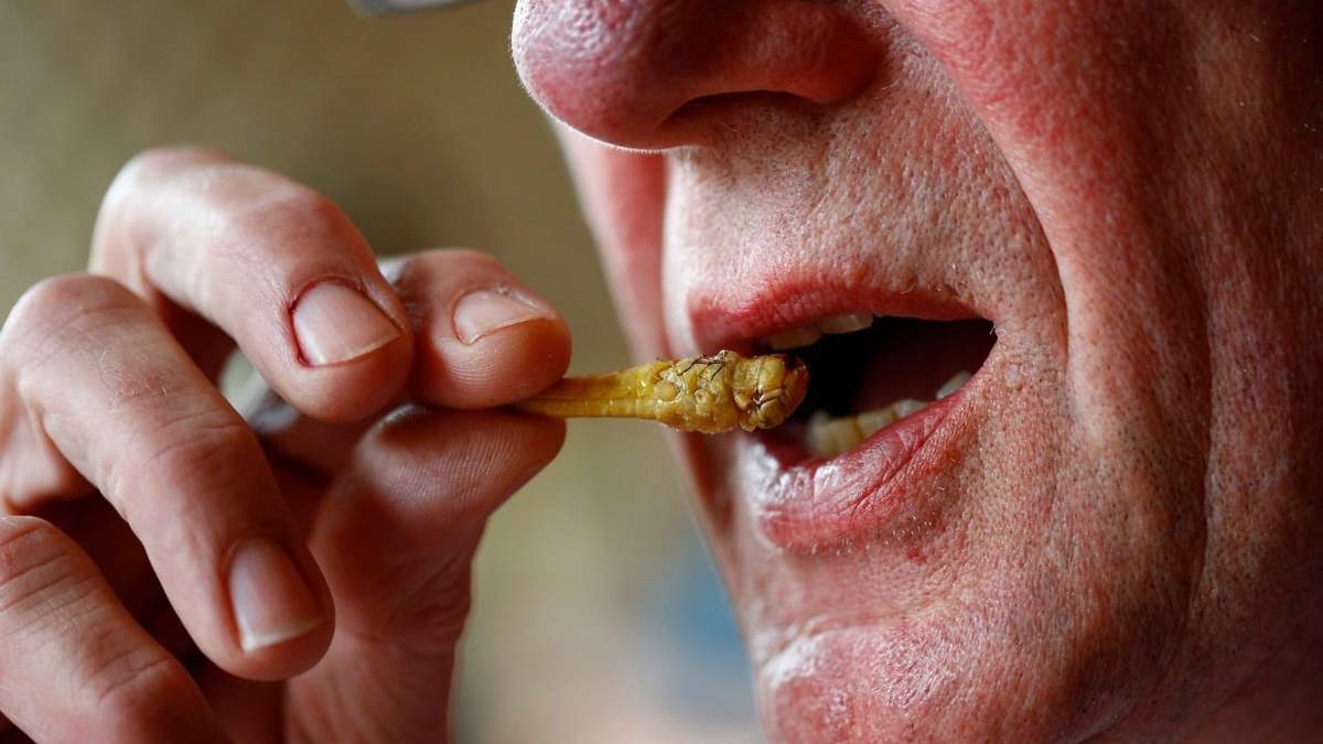 El grillo doméstico ya se pueden comercializar como alimento