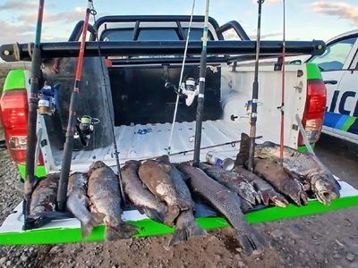 Caza y pesca furtiva: encontraron restos de un guanaco y de truchas arcoíris y marrones
