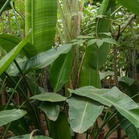 La planta en tendencia que todos quieren tener, es perfecta para interior y muy fácil de cuidar