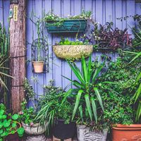 Con los ingredientes que tenés en tu alacena, seguí estos 4 consejos para que tus plantas estén rozagantes como las del vivero