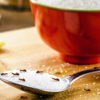 La fórmula letal para espantar a las hormigas de tu casa usando solo 4 ingredientes naturales