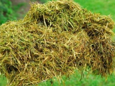 No tires el pasto recién cortado: mirá cómo podés darles vida a todas las plantas de tu jardín