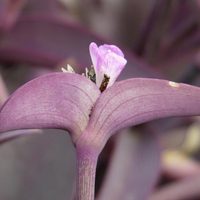 A prueba de principiantes: las plantas con hojas coloridas que aportan energía y decoran cualquier rincón de casa