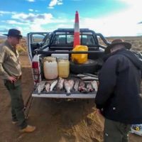 En controles simultáneos, encontraron cabezas de ciervo, cueros de puma, una cabeza de jabalí, truchas y carne de guanaco