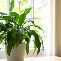 Plantas: los increíbles datos que te harán desear un Lirio de la Paz en tu casa
