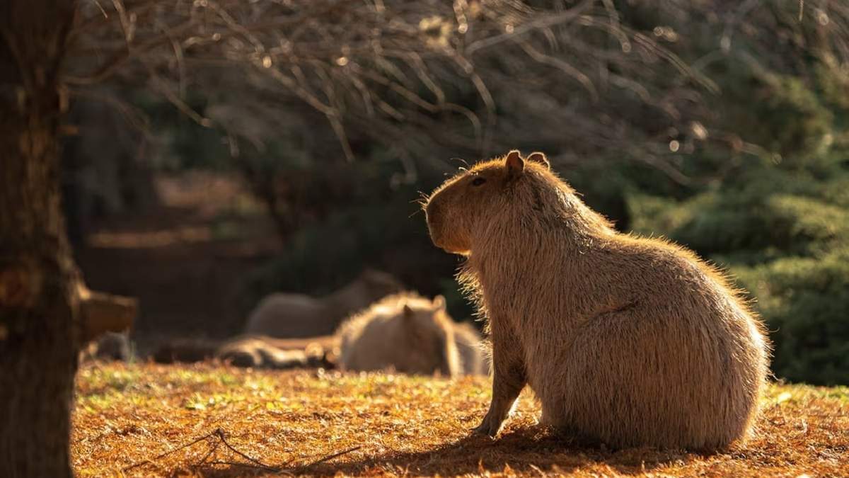 Implementarán una vacuna anticonceptiva en los carpinchos en Nordelta