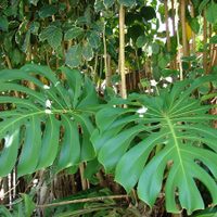 Plantas tropicales: cuáles son las mejores para crear un ambiente frondoso