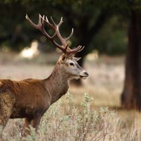 Crueldad animal en Neuquén: un grupo de jóvenes mató a un ciervo y quedó filmado