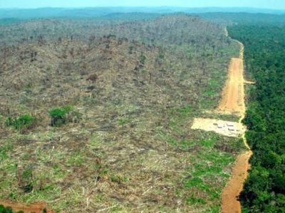 México, en la ruta de la madera ilegal de la Amazonía peruana