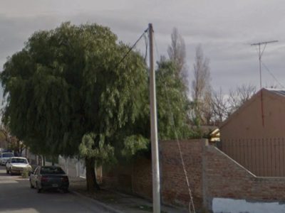Arrancaron un árbol que había sido plantado en homenaje a un músico neuquino