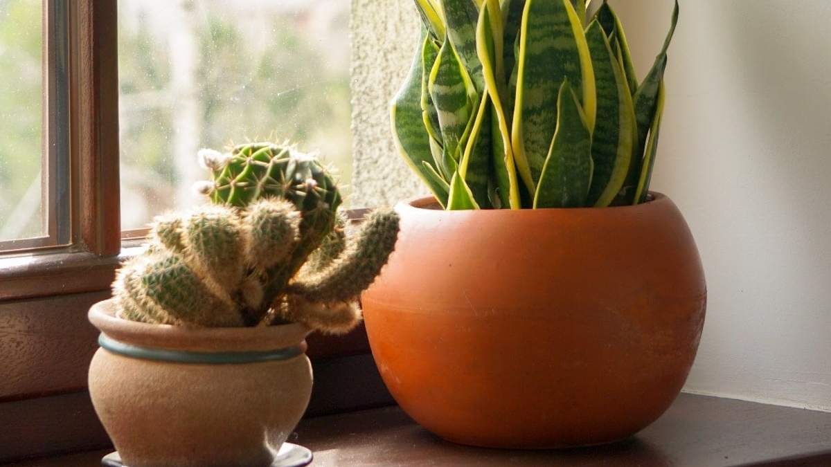 Plantas. Fuente: (Eroski Consumer)
