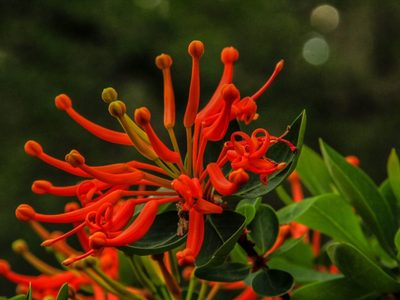 El proyecto de la Reserva Natural Urbana de Aluminé resalta la belleza del lugar
