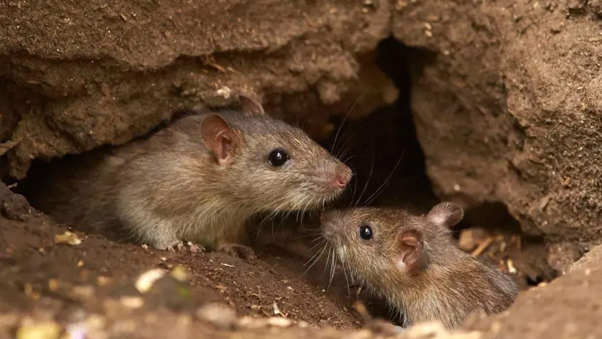 Hantavirus. Fuente: (Instagram)
