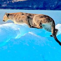 El puma abandonó el iceberg y regreso a la meseta de Santa Cruz a nado