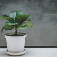 Sin químicos ni gastar un peso: el truco de los jardineros para mantener tu Ficus Pandurata siempre impecable
