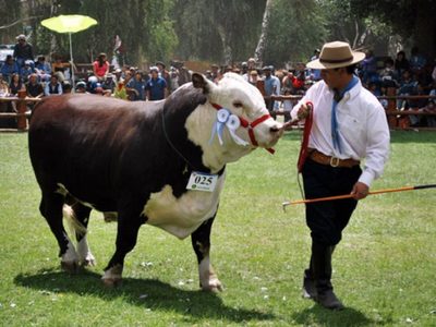 Expo Bovinos de Neuquén: confirmaron la realización de manera virtual